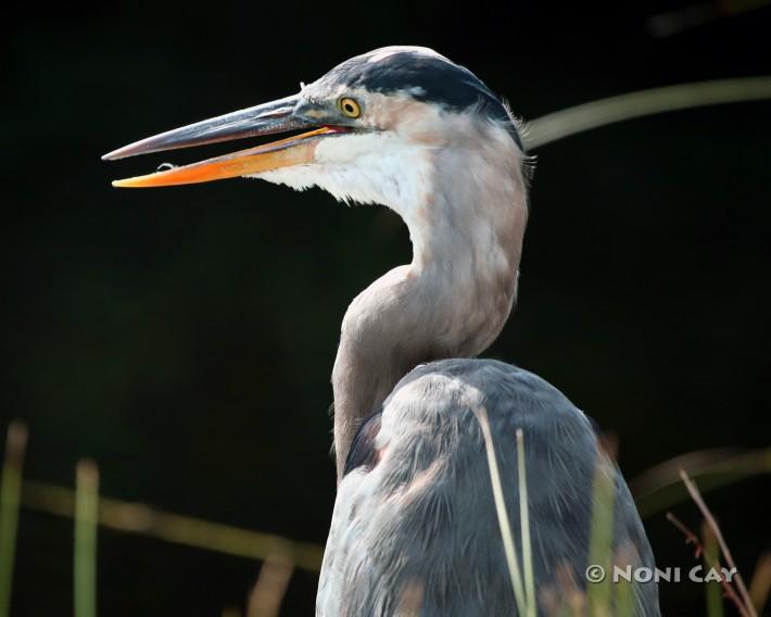 IMG_1799Great Blue Heron