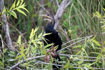 IMG_1802ImmatureAnhinga