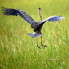 IMG_1819GreatBlueHeron