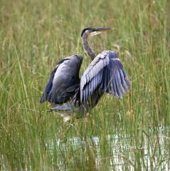 IMG_1821Great Blue
