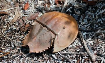 IMG_1926HorseshoeCrab