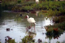 IMG_1957HighTideintheMarsh