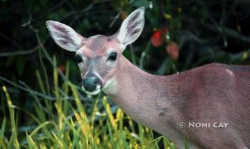 IMG_2041Doe