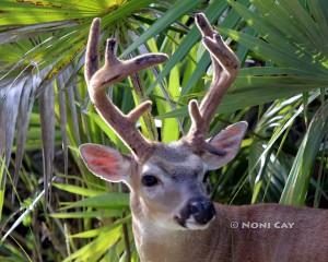 IMG_2121ShreddedAntlerrs