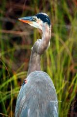 IMG_2198GreatBlue