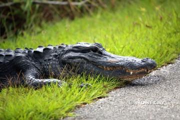 IMG_2207alligator