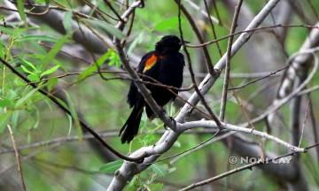 IMG_2210Red-wingedBlackbird