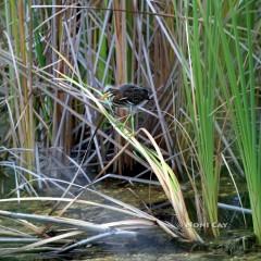 IMG_2288ImmatureGreenHeron