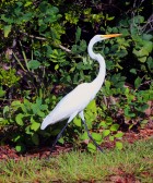 IMG_2469GreatEgret