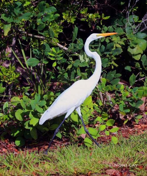 IMG_2469GreatEgret