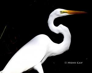 IMG_2476GreatEgret