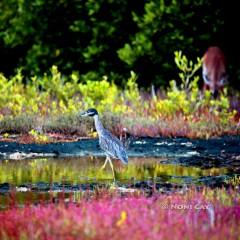 IMG_2526ImmatureYellow-crownedNight-Heron