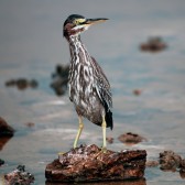 IMG_2529Immature Yellow-crowned Night-Heron