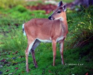 IMG_2544Doe