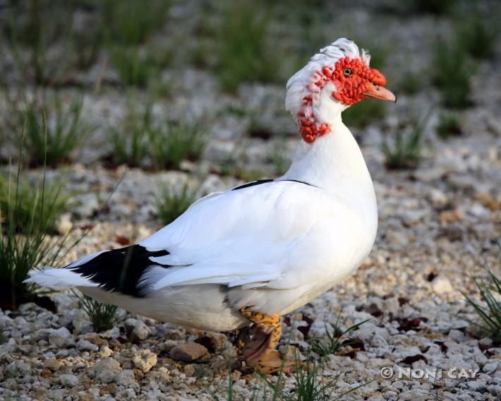 IMG_2573Muscovy