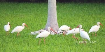 IMG_2589Ibis