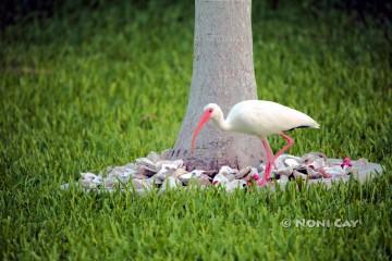 IMG_2592Ibis