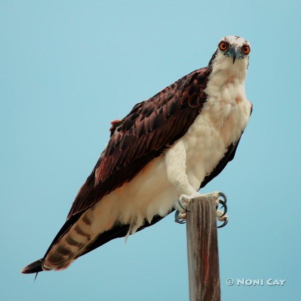 IMG_263Osprey