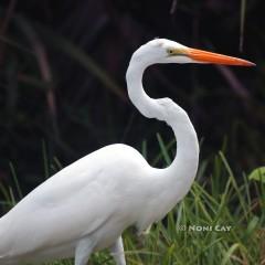 IMG_2649Egret