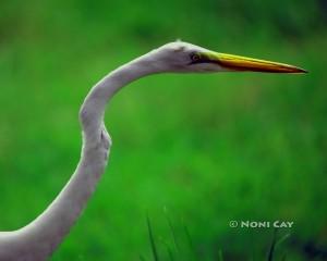 IMG_2672TheGreatEgret