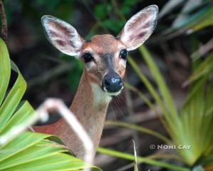 IMG_2711Doe