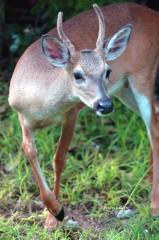 IMG_2721YoungBuck