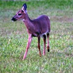 IMG_2928Fawn