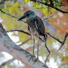 IMG_3025ImmatureGreenHeron