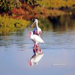 IMG_3044SpoonbillWithIbis