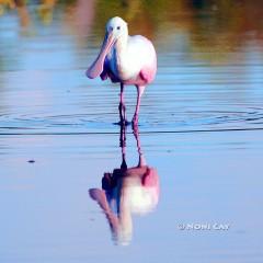 IMG_3051TheSpoonbillReturns