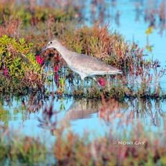 IMG_3138Sandpiper