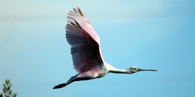 IMG_3152Spoonbill