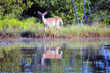 IMG_3208Yearling