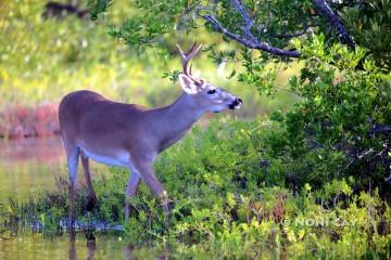 IMG_3212Buck