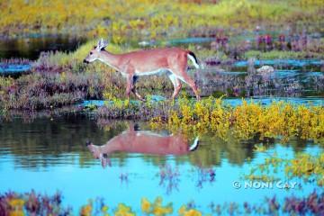 IMG_3268Yearling