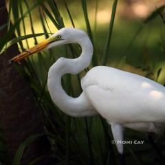 IMG_3334GreatEgretandLizard Great Egret