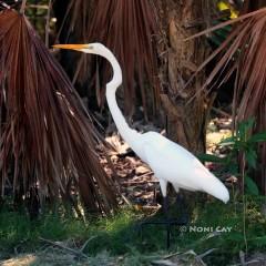 IMG_3341GreatEgret