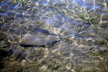 IMG_3395Stingray