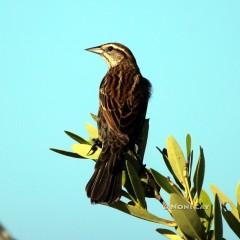 IMG_3453ImmatureRed-wingedBlackbird