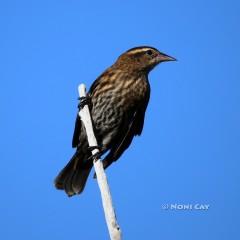 IMG_3458Immature-Red-wingedBlackbirds