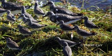 IMG_3491ImmatureSpotttedSandpipers