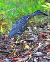 IMG_3501Immature Green Heron