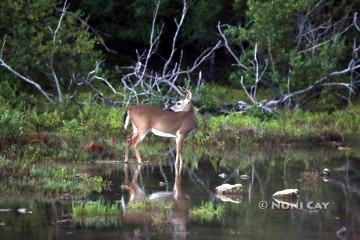 IMG_3607PredawnDeer