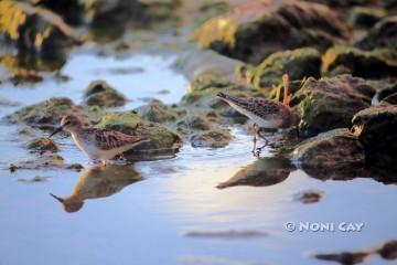 IMG_3799LeastSandpiper