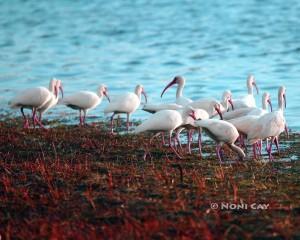 IMG_3818Ibis