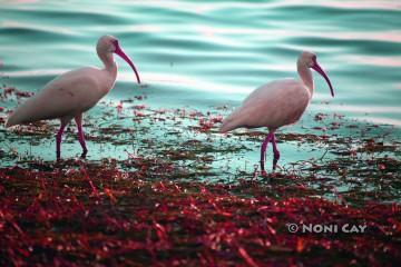 IMG_3830Ibis