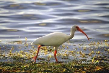 IMG_3840Ibis