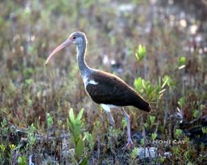 IMG_3903GlossyIbis