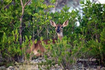 IMG_3910DeerinRepose