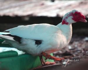 IMG_3937Muscovy